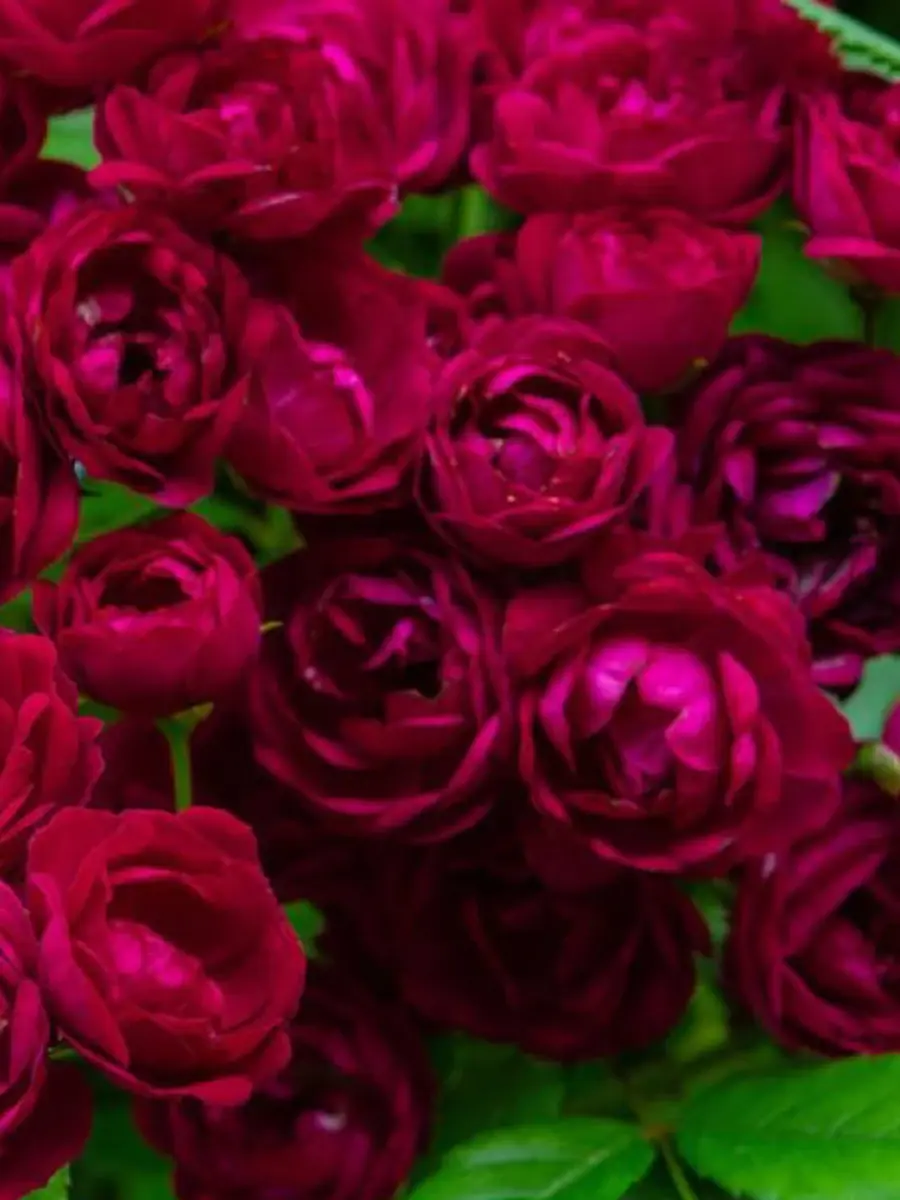 Perennial Domino® Rosestyle 鲜活玫瑰植株