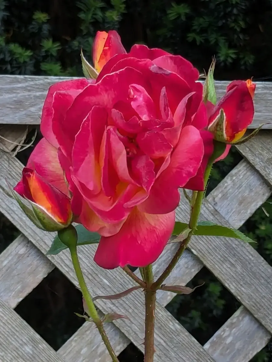 约瑟彩衣玫瑰 Rosestyle 鲜活玫瑰植株