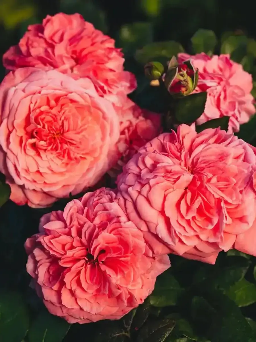 The Most Beautiful™ rose plant from Rosestyle