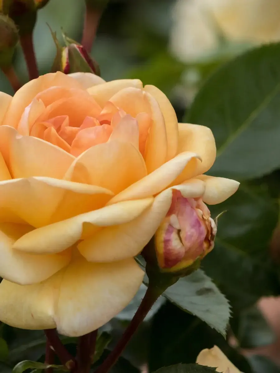 Circle of Life rose plant from Rosestyle
