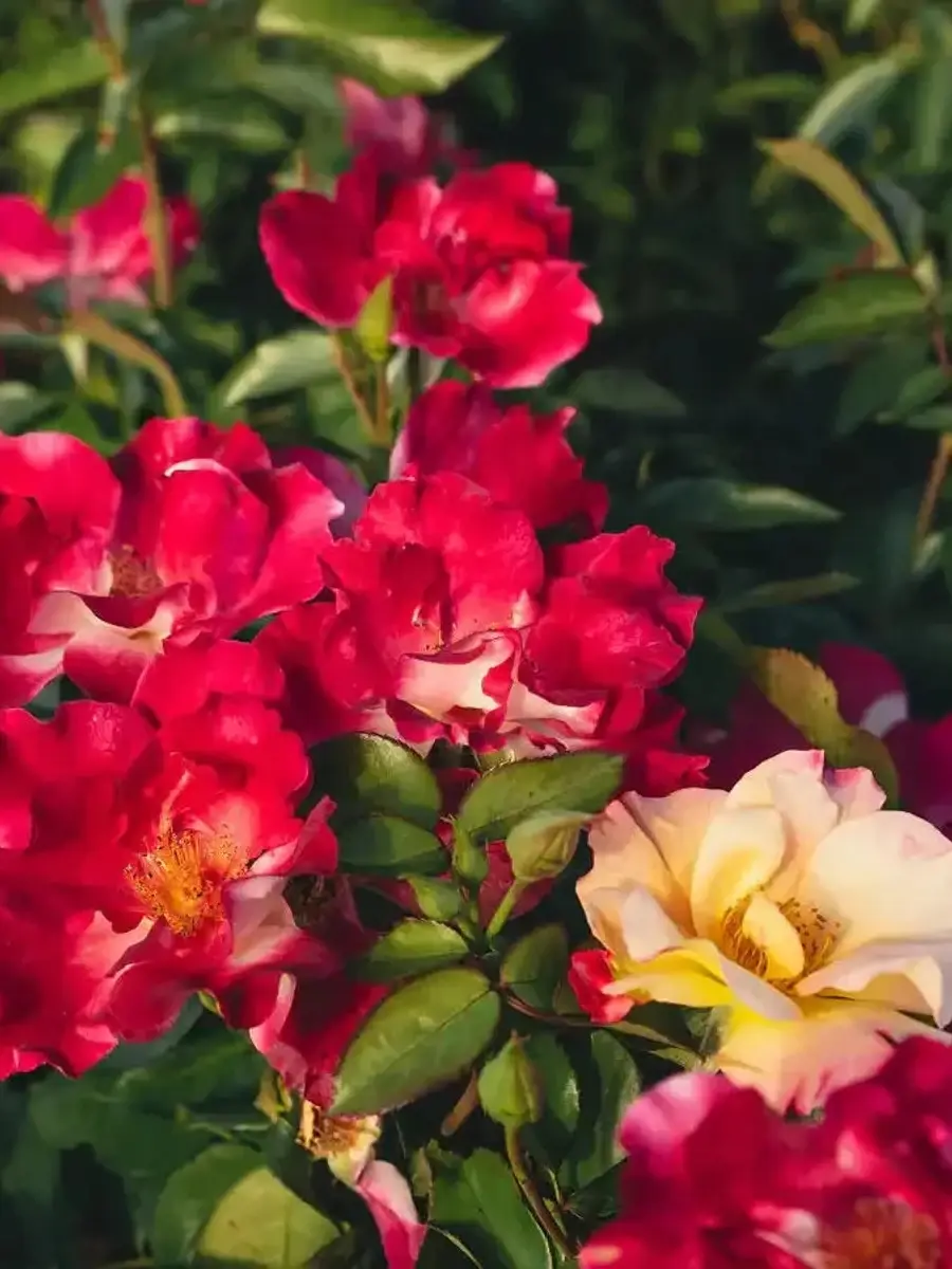 Fine and Dandy rose plant from Rosestyle