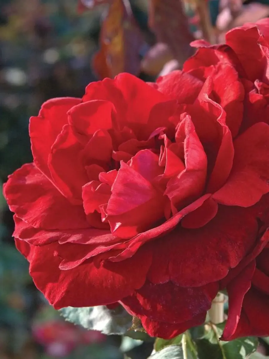 唐璜玫瑰 Rosestyle 鲜活玫瑰植株