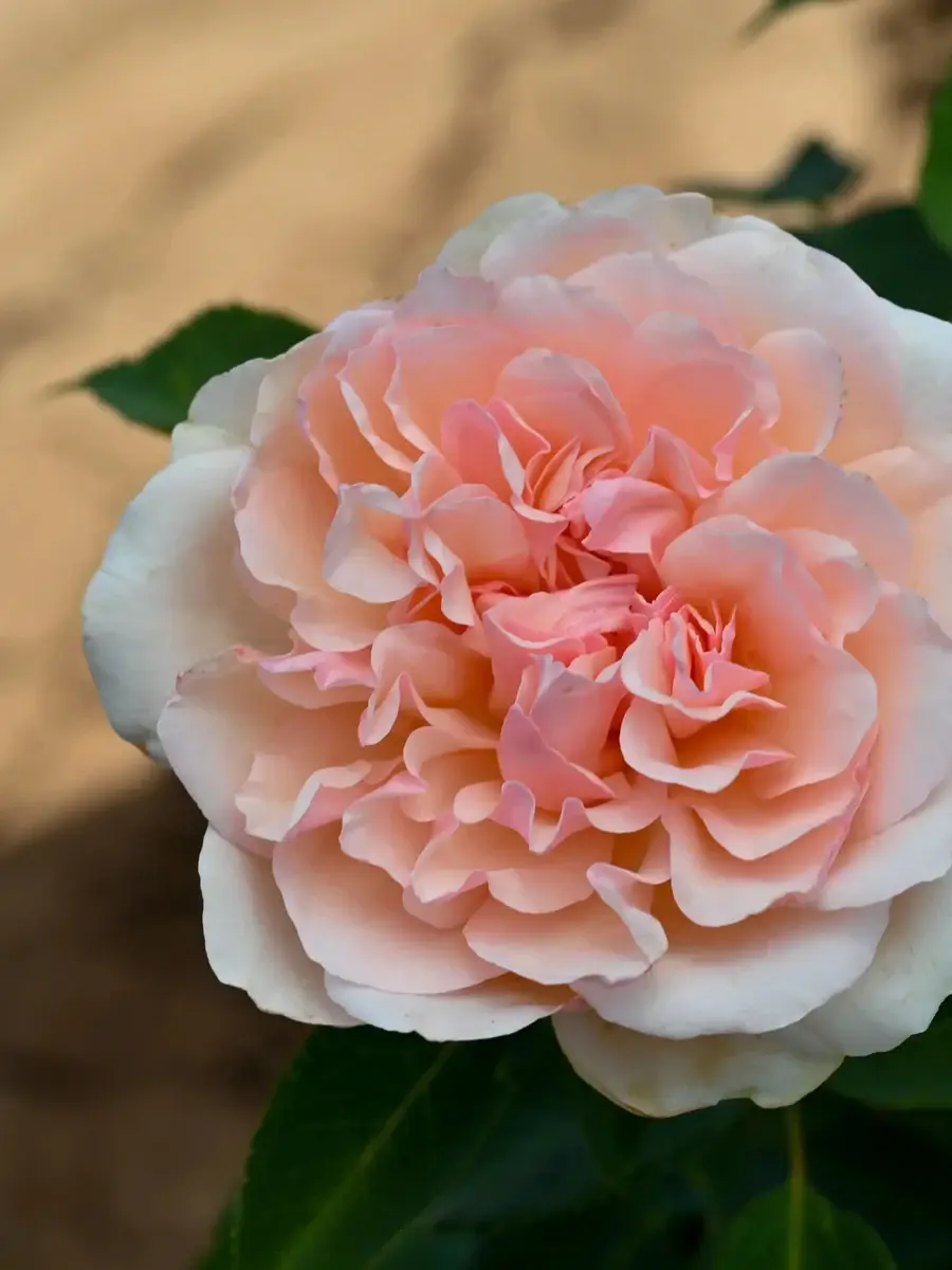 Roberto Capucci™ rose plant from Rosestyle