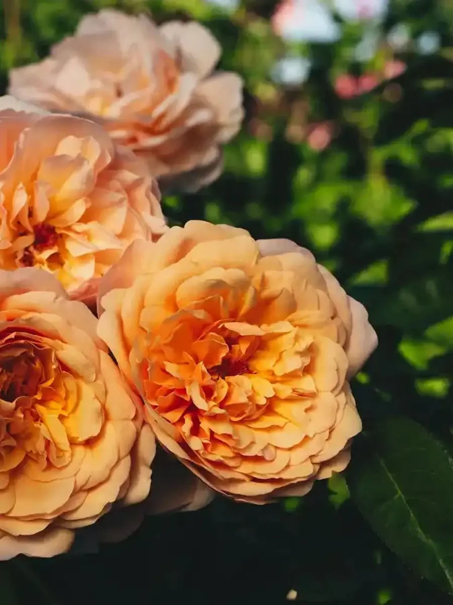 Tropicana™ rose plant from Rosestyle