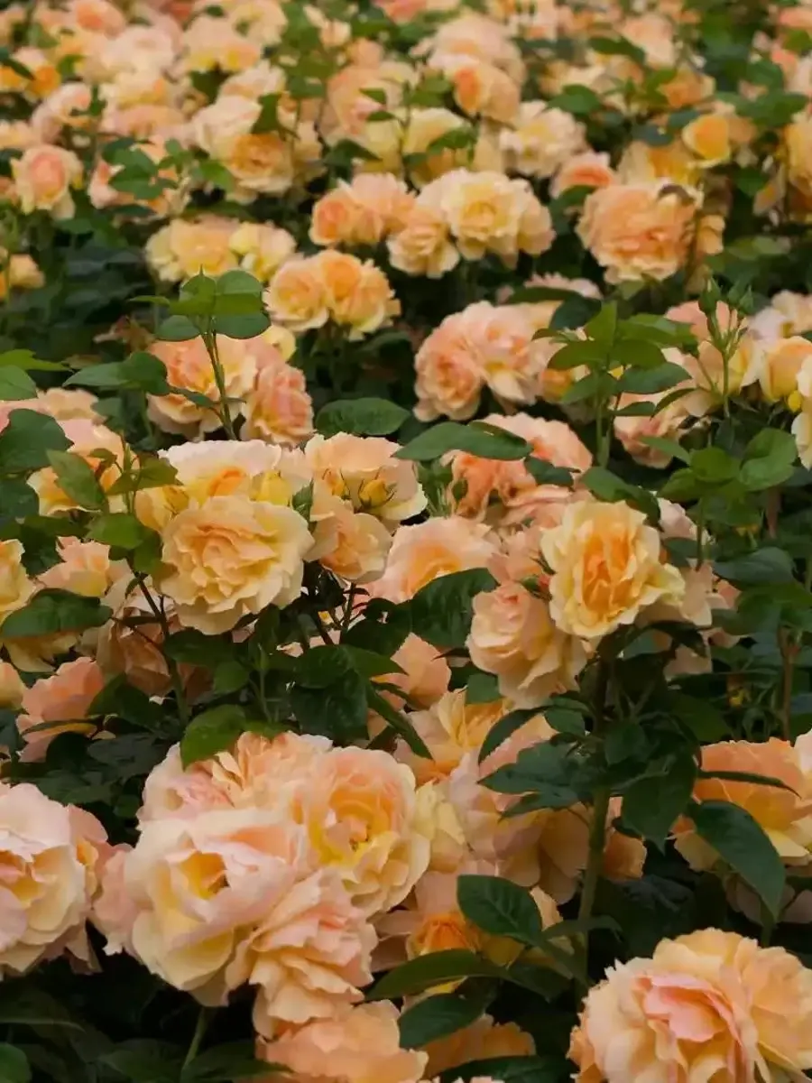罗斯托克汉萨城 Rosestyle 鲜活玫瑰植株