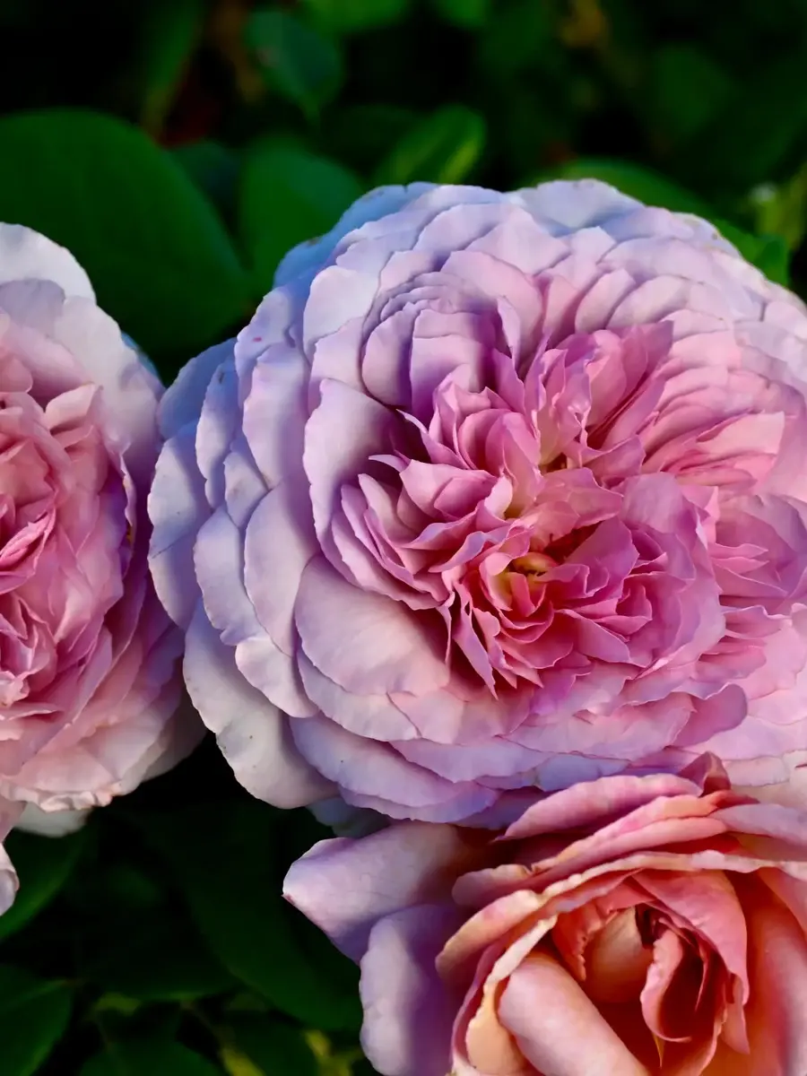 The Pride™ Rosestyle 鲜活玫瑰植株