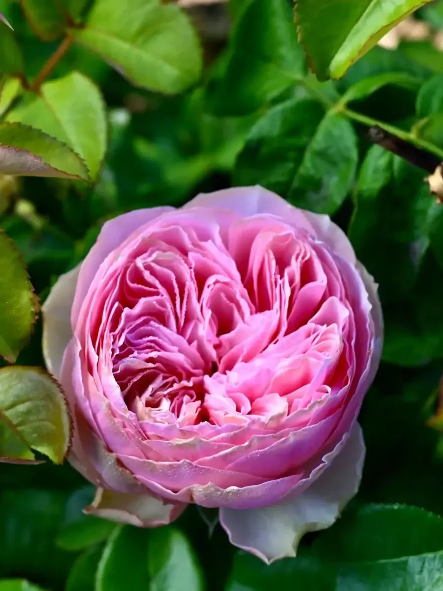 Pride of Jane™ Rosestyle 鲜活玫瑰植株