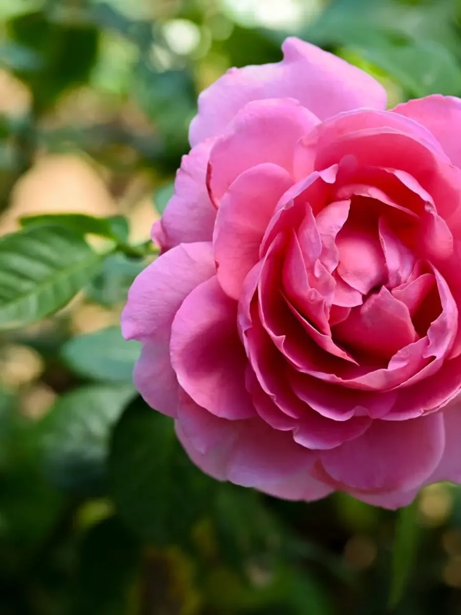 Anuschka rose plant from Rosestyle