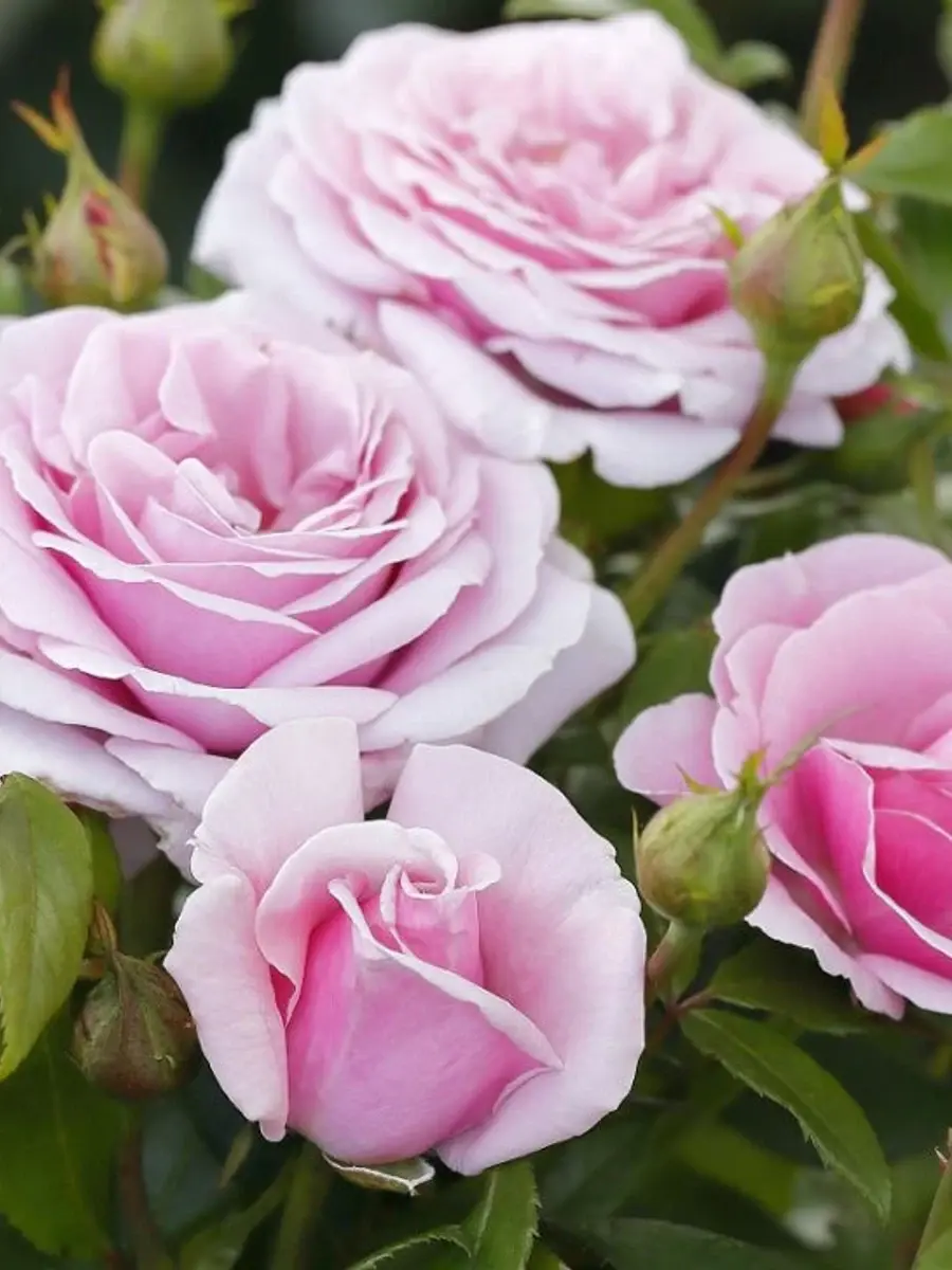 Pacific Blue® rose plant from Rosestyle