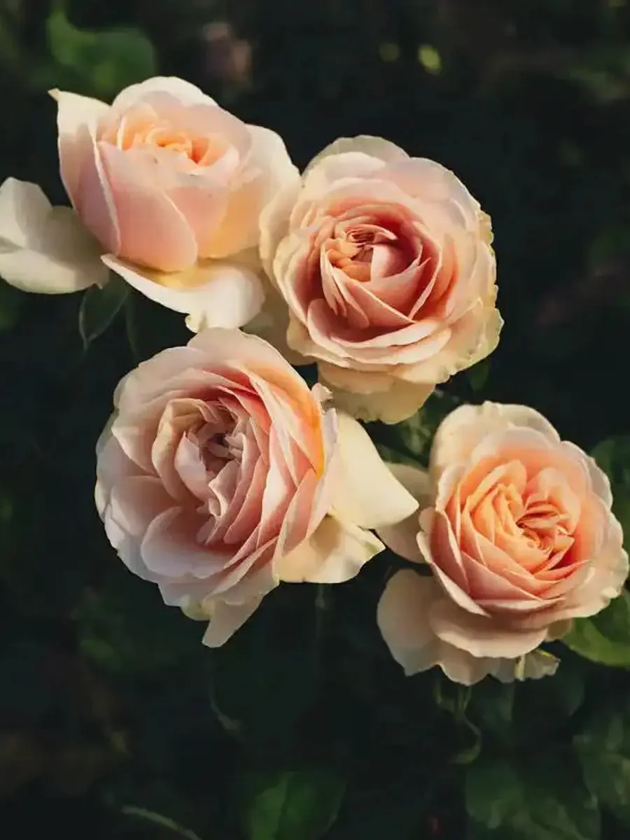 爱情喷泉 Rosestyle 鲜活玫瑰植株
