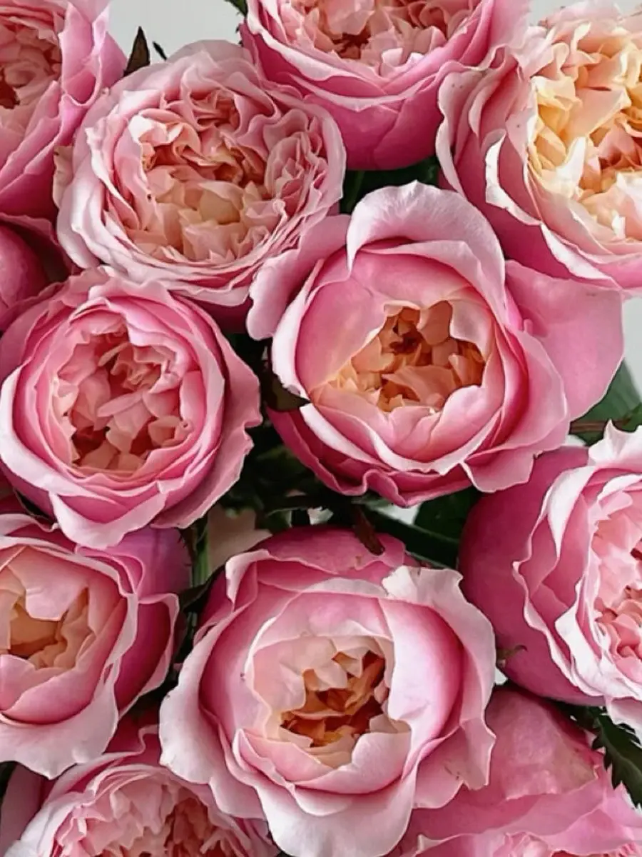Notting Hill Rosestyle 鲜活玫瑰植株
