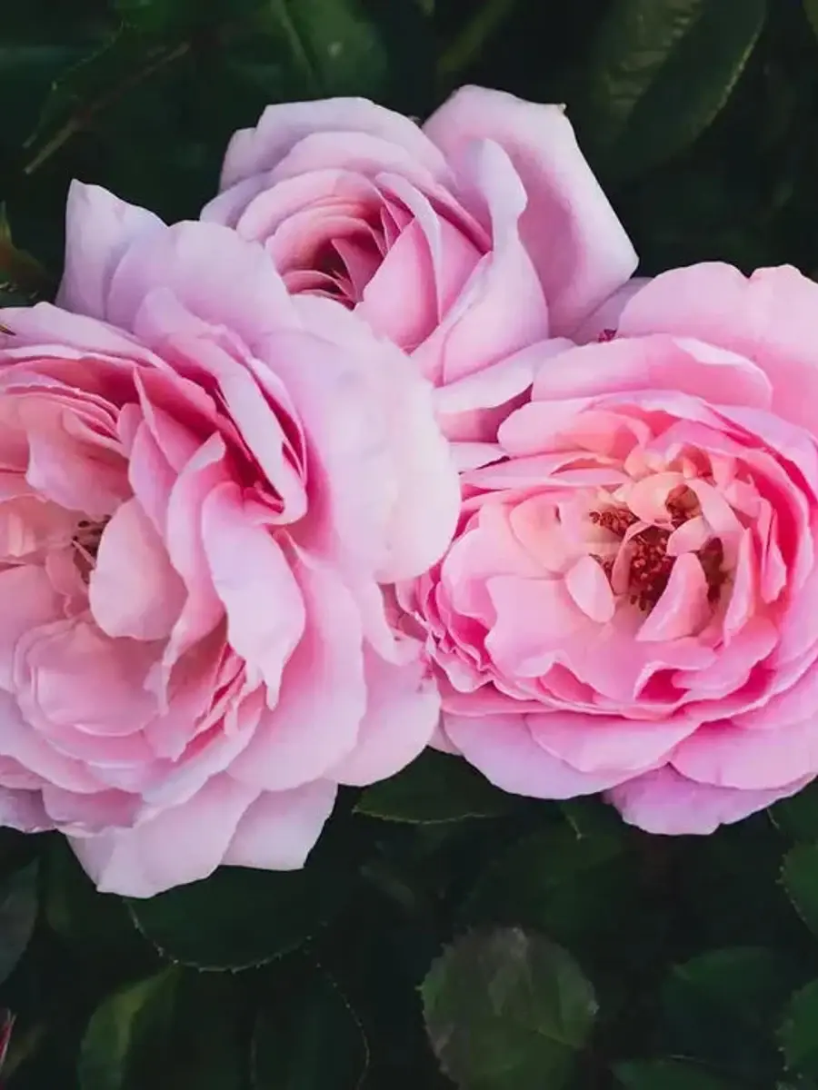 Winner Takes It All™ rose plant from Rosestyle