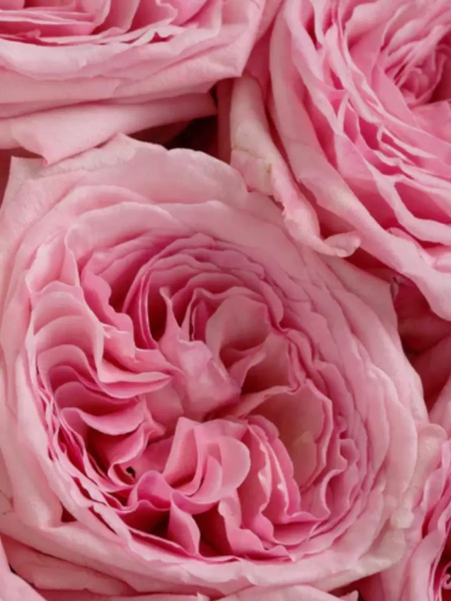 Pink O’Hara rose plant from Rosestyle