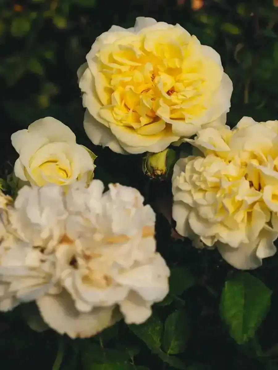 White Ashley™ rose plant from Rosestyle