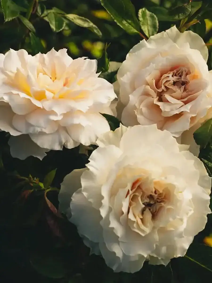 Royal Diva™ rose plant from Rosestyle