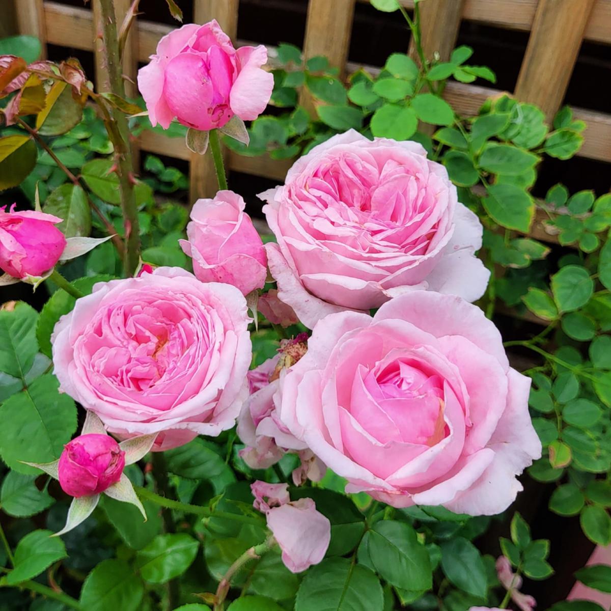 刁蠻公主 Rosestyle 鲜活玫瑰植株