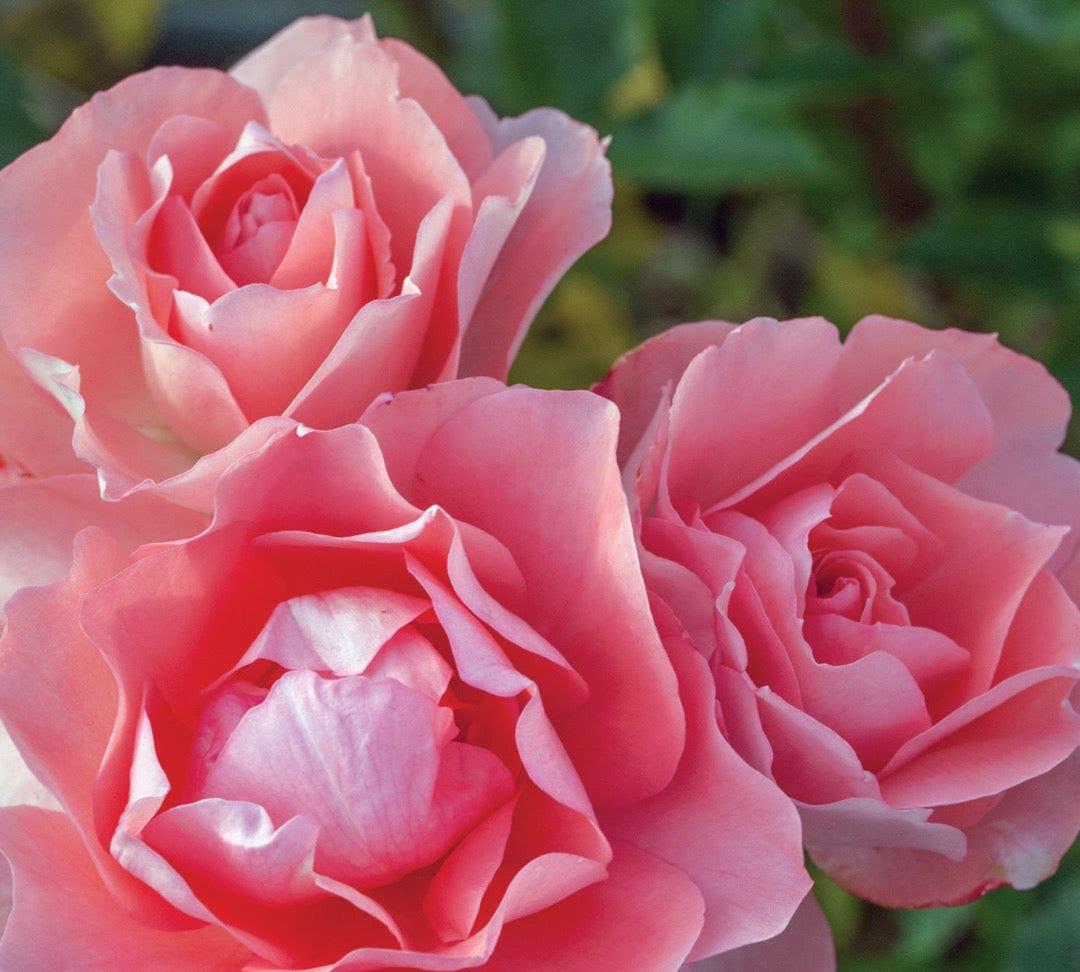 Kiss of Passion Rosestyle 鲜活玫瑰植株