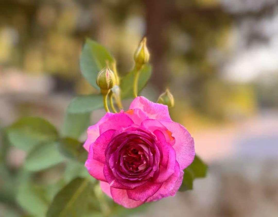 Lavender Crush Rosestyle 鲜活玫瑰植株
