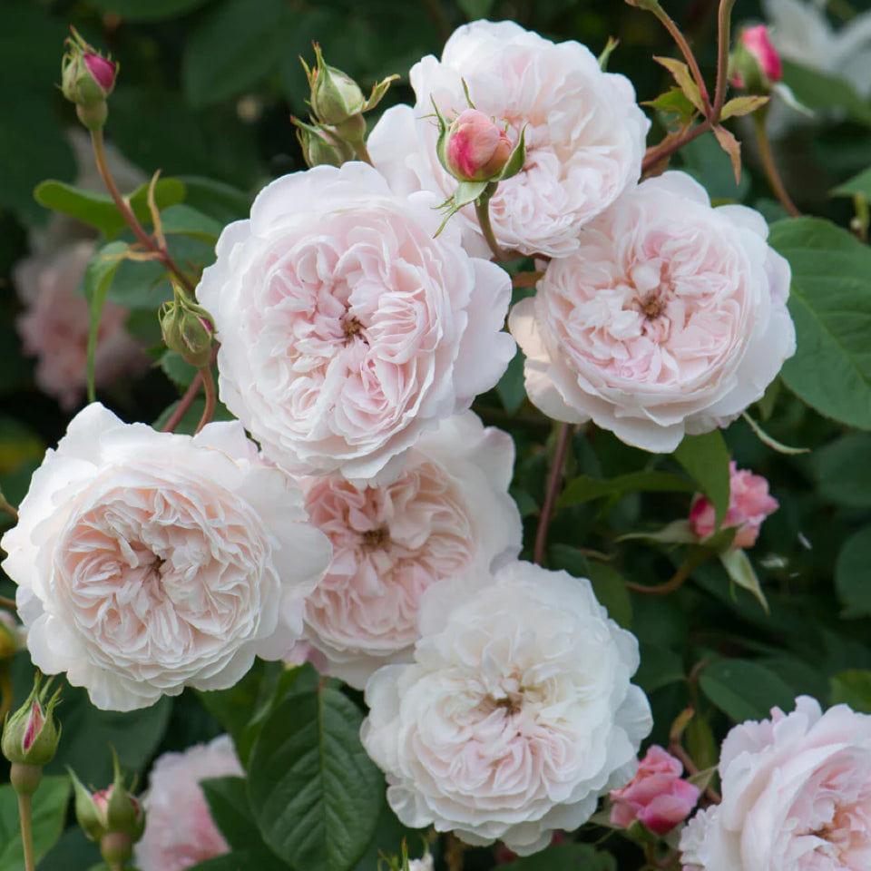奥尔布莱顿 Rosestyle 鲜活玫瑰植株