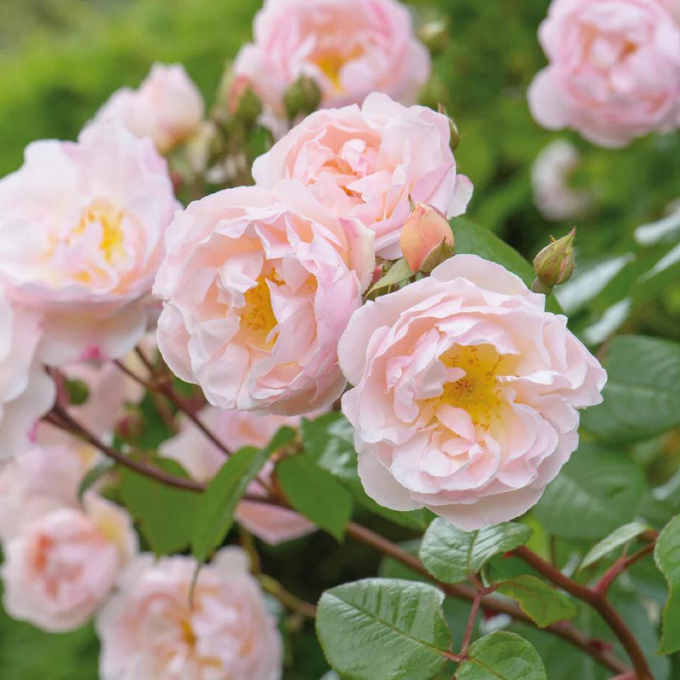 莱克夫人 Rosestyle 鲜活玫瑰植株