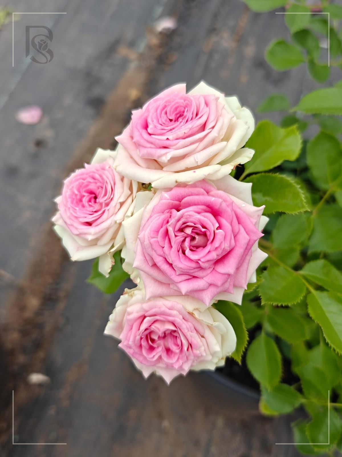 Gelato rose plant from Rosestyle