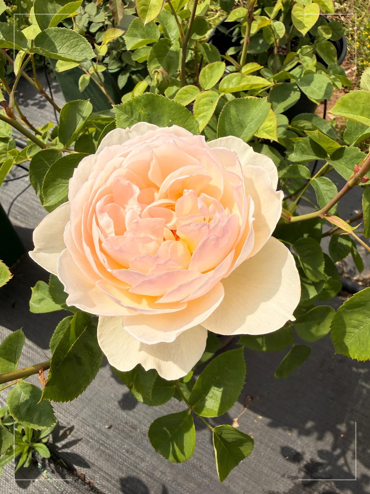 溫柔的赫敏 Rosestyle 鲜活玫瑰植株