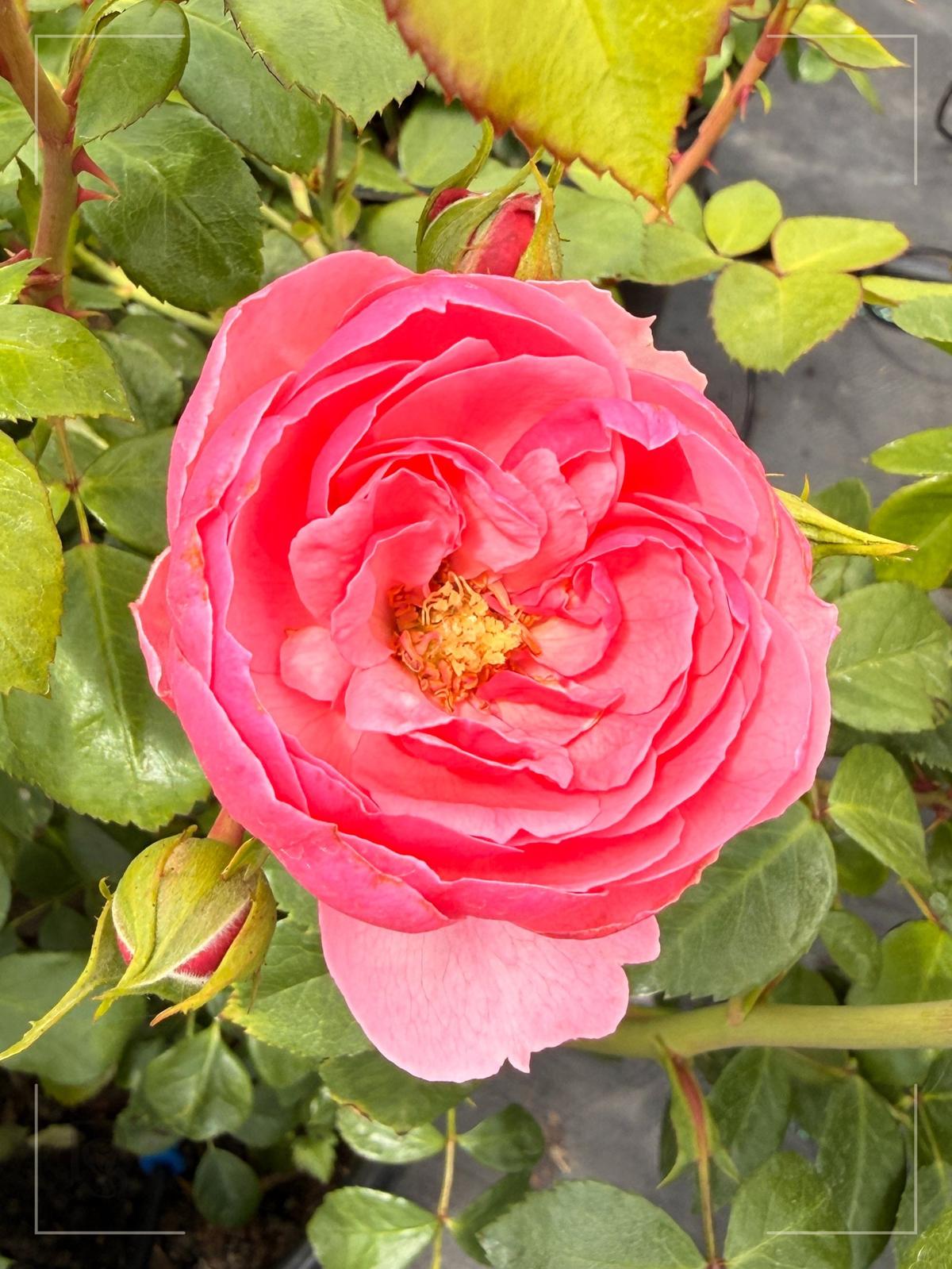 艾拉绒球 Rosestyle 鲜活玫瑰植株