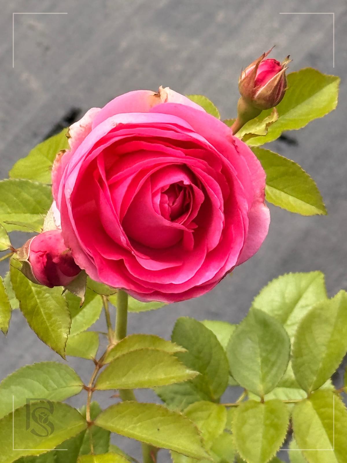 深粉色龙沙宝石 Rosestyle 鲜活玫瑰植株