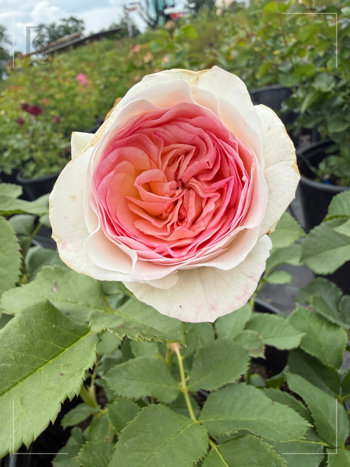 Ja’dore rose plant from Rosestyle
