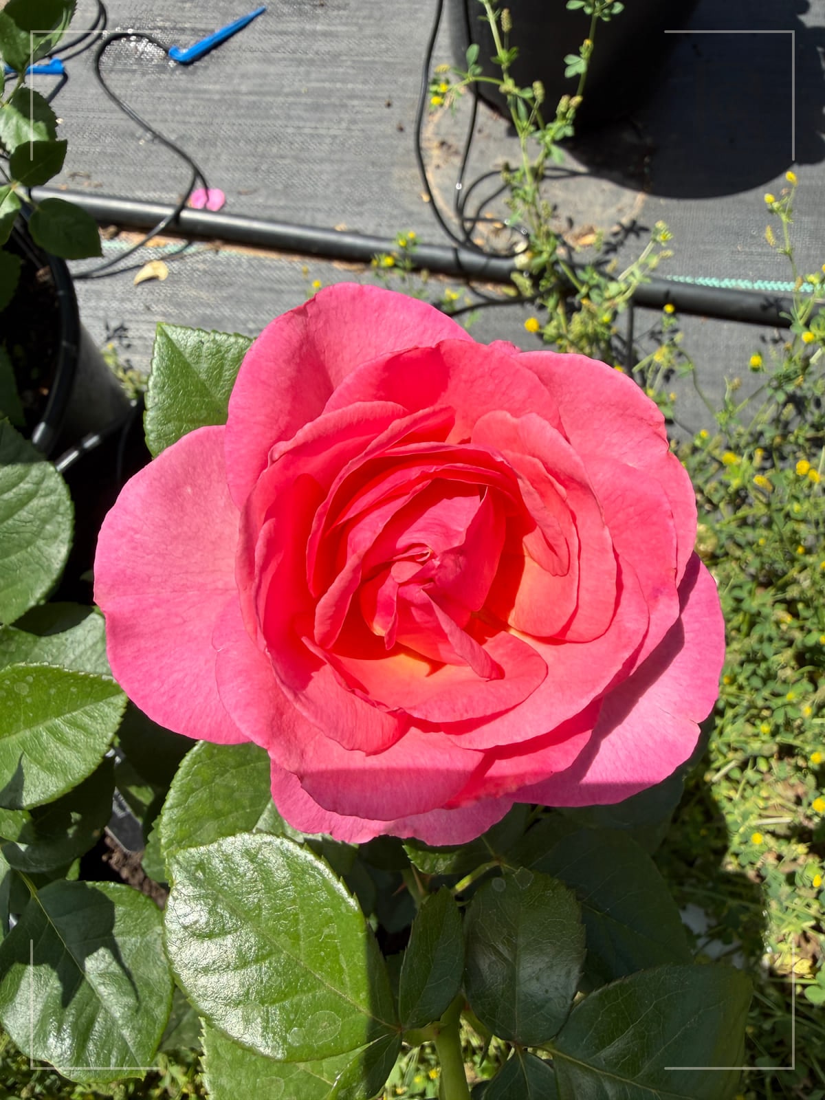 整装待发 Rosestyle 鲜活玫瑰植株