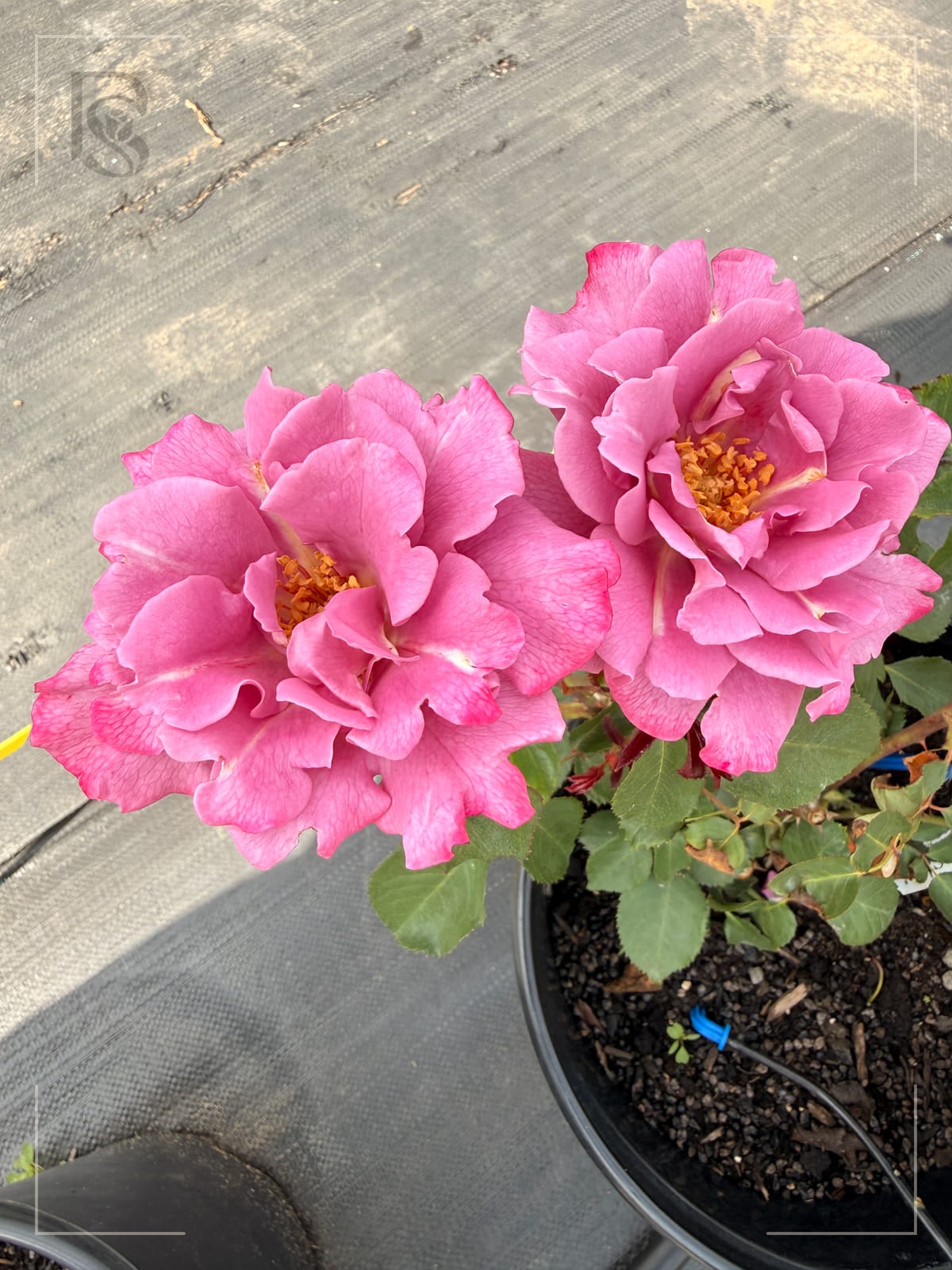 天使的容颜 Rosestyle 鲜活玫瑰植株