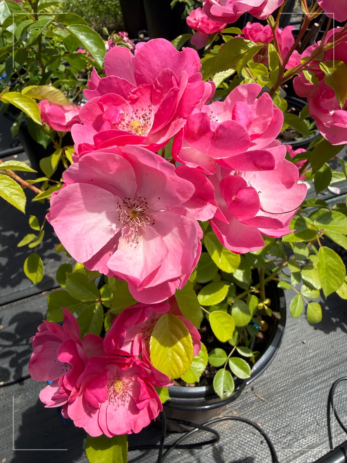 Angela rose plant from Rosestyle