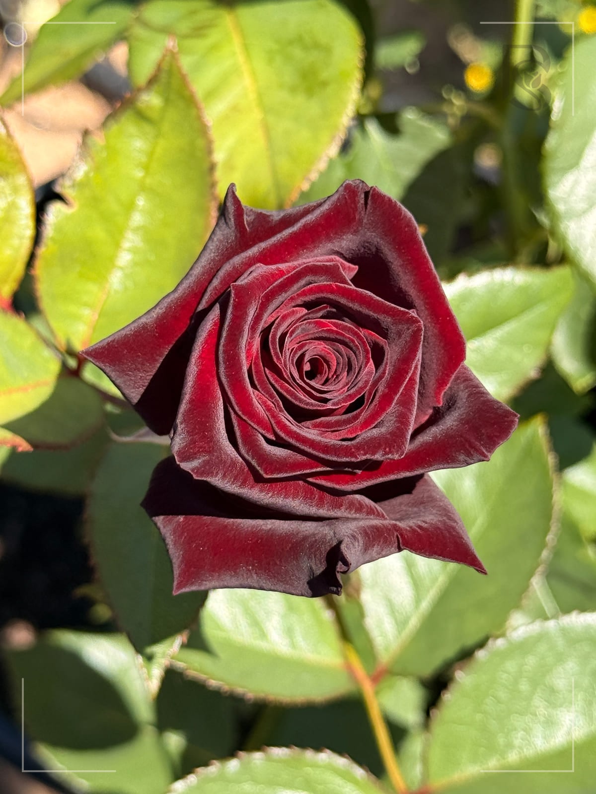 黑巴克 Rosestyle 鲜活玫瑰植株