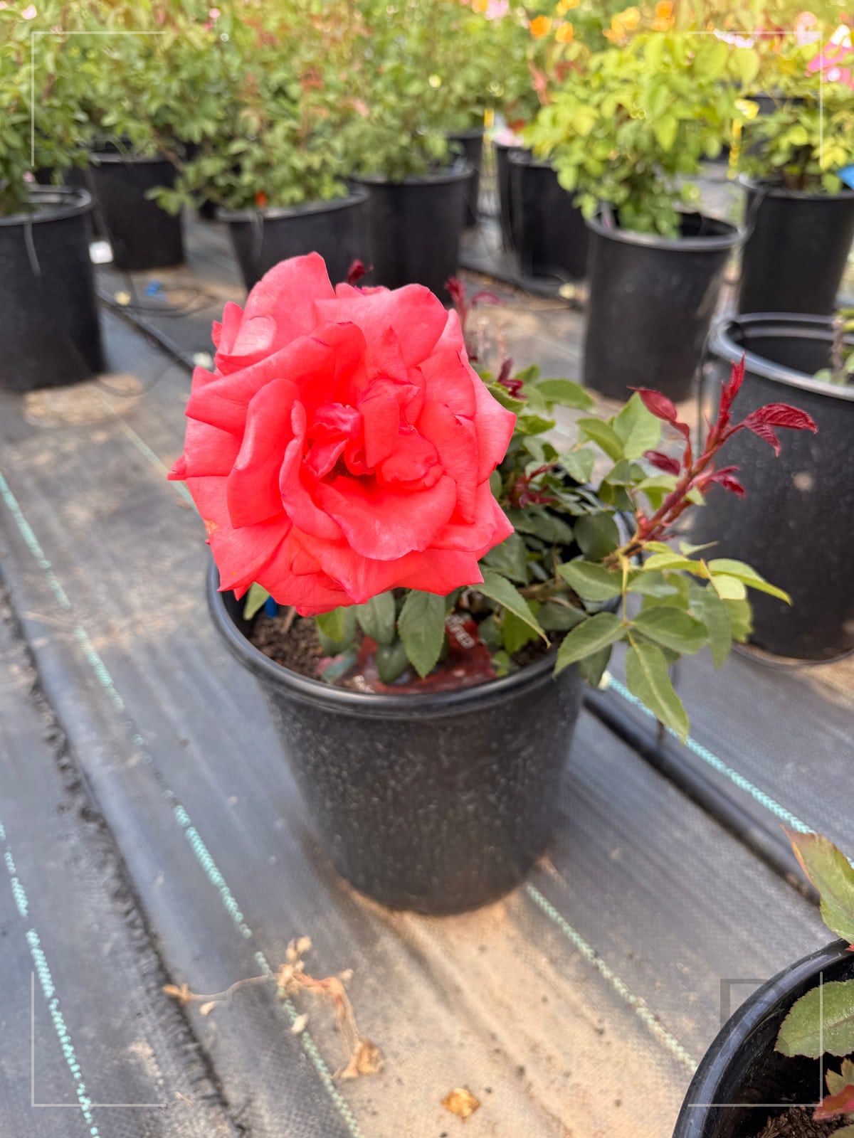 黑魔术 Rosestyle 鲜活玫瑰植株