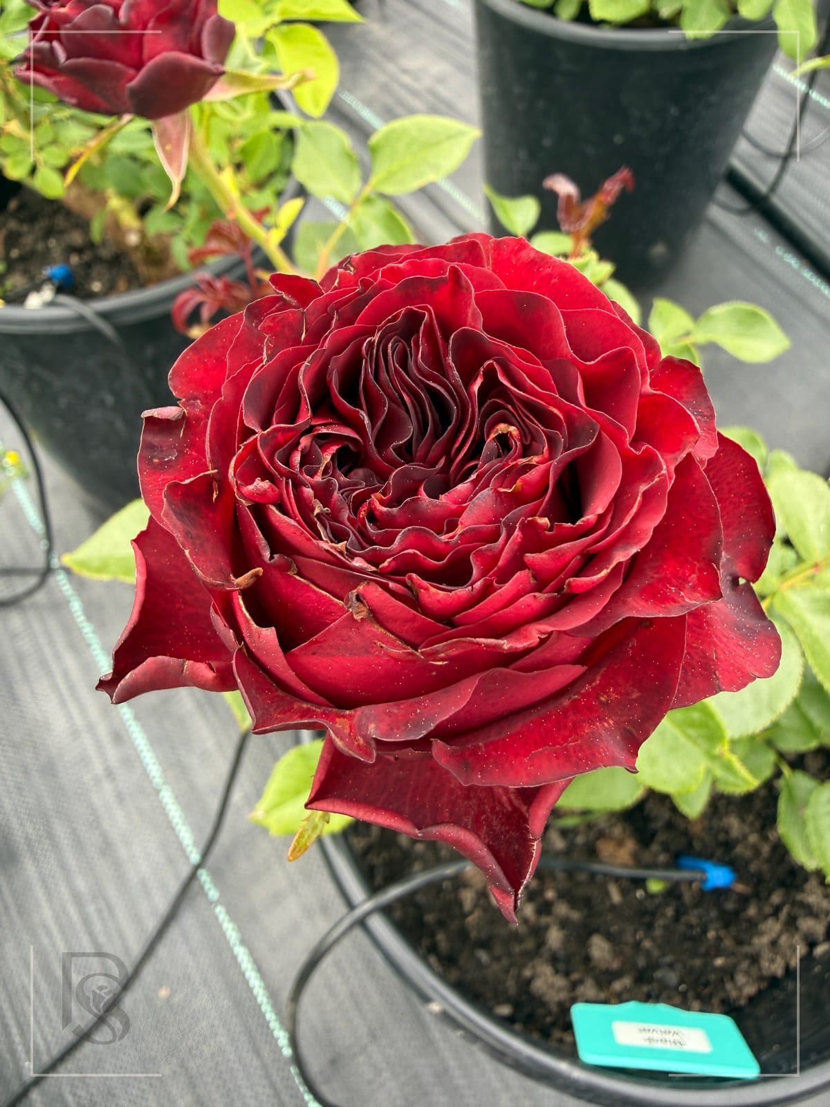 Black Velvet rose plant from Rosestyle