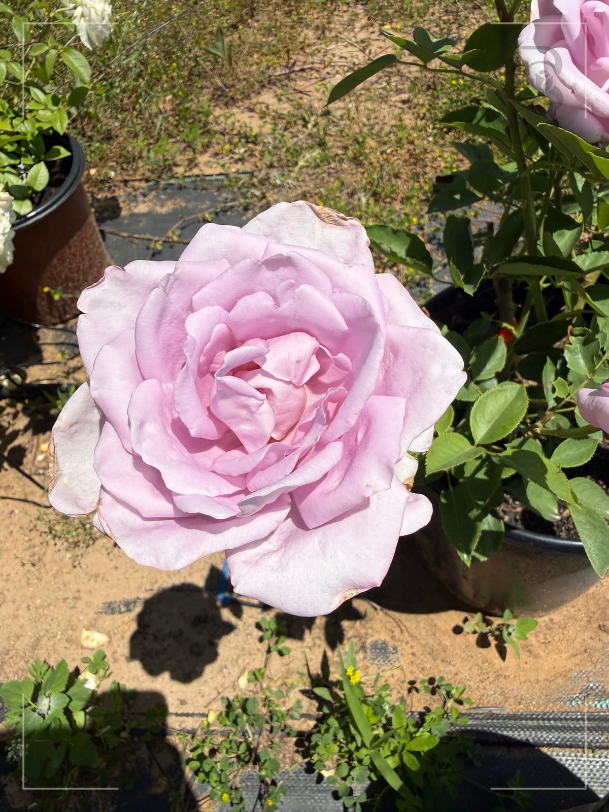 蓝女孩/青衣 Rosestyle 鲜活玫瑰植株