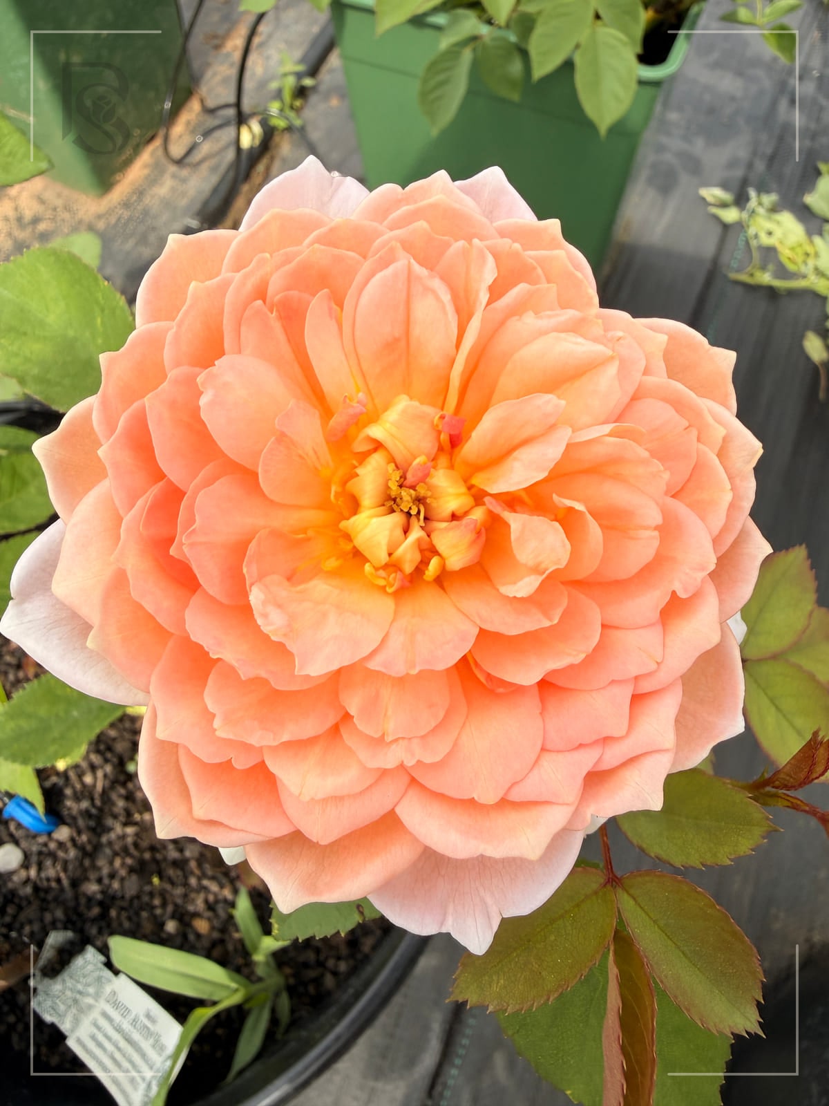 卡丁妹 Rosestyle 鲜活玫瑰植株