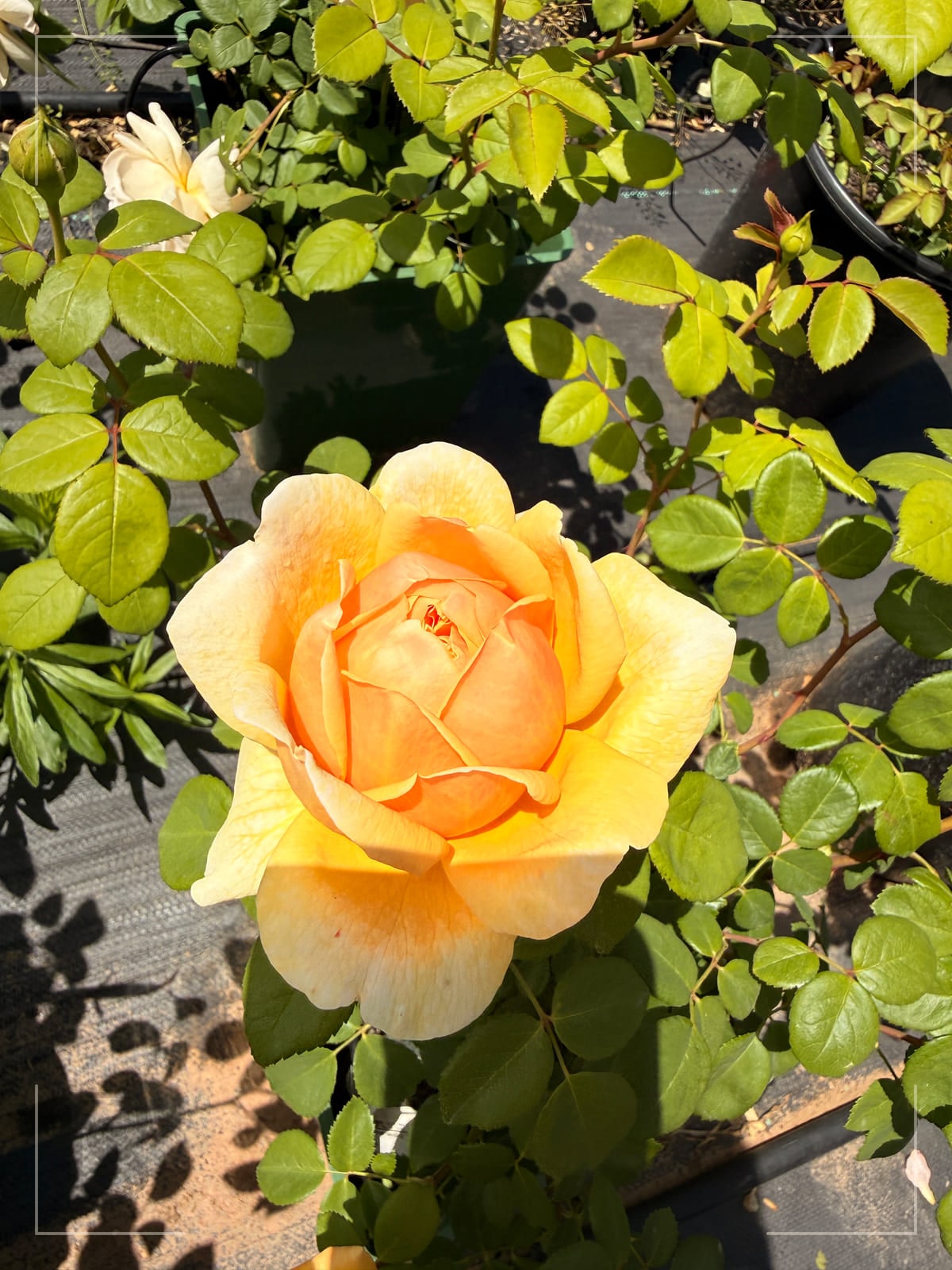 查尔斯·达尔文 Rosestyle 鲜活玫瑰植株