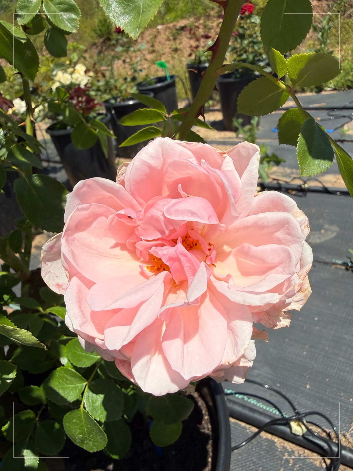 Colette rose plant from Rosestyle