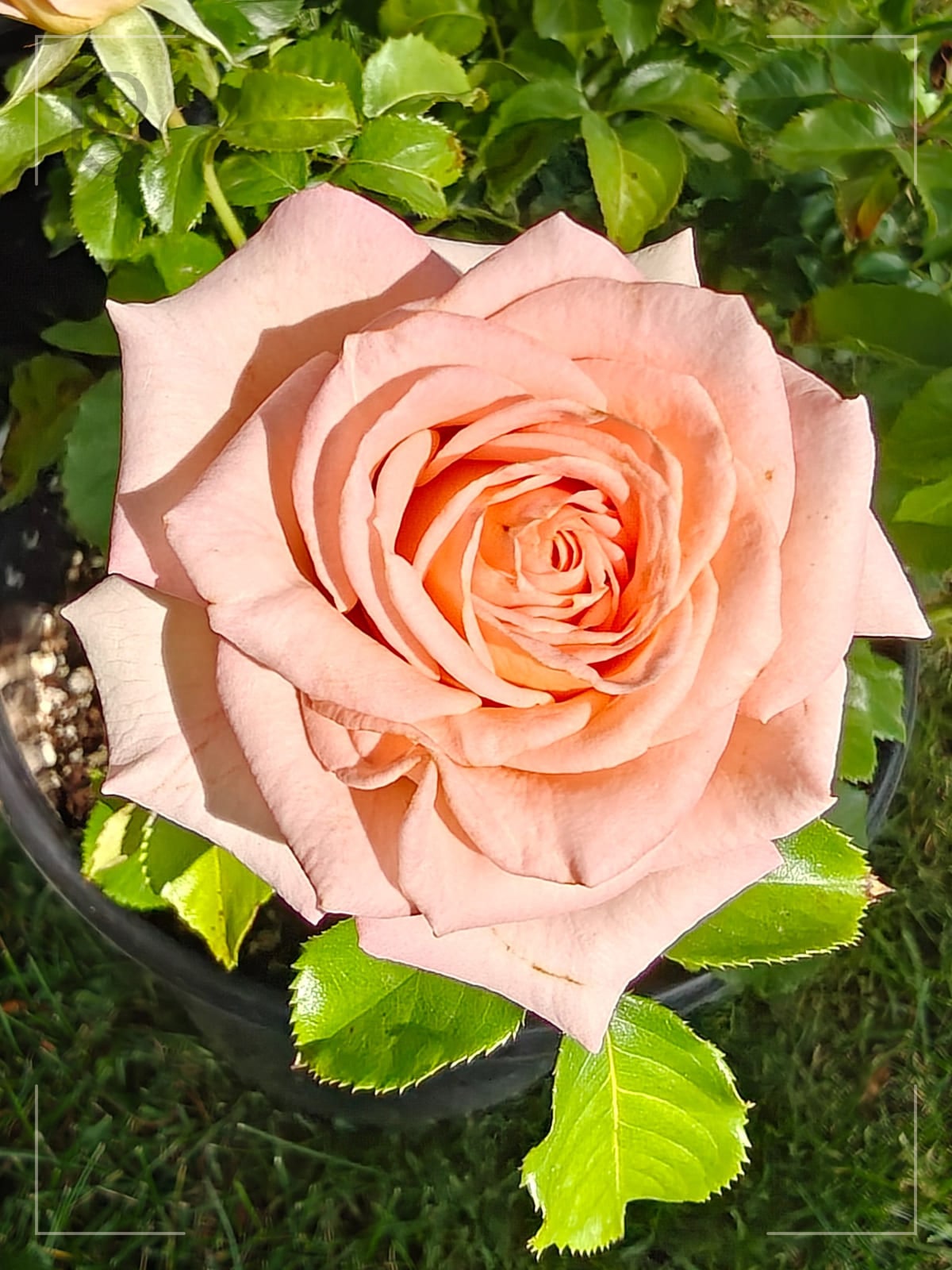 Coral Trendsetter™ rose plant from Rosestyle