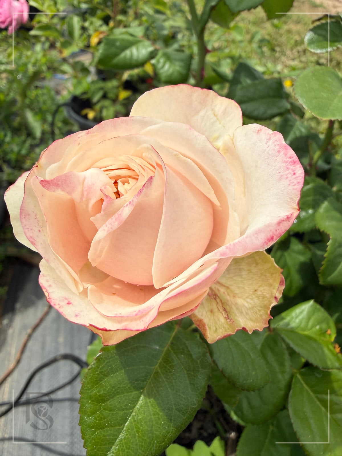 Darlington rose plant from Rosestyle