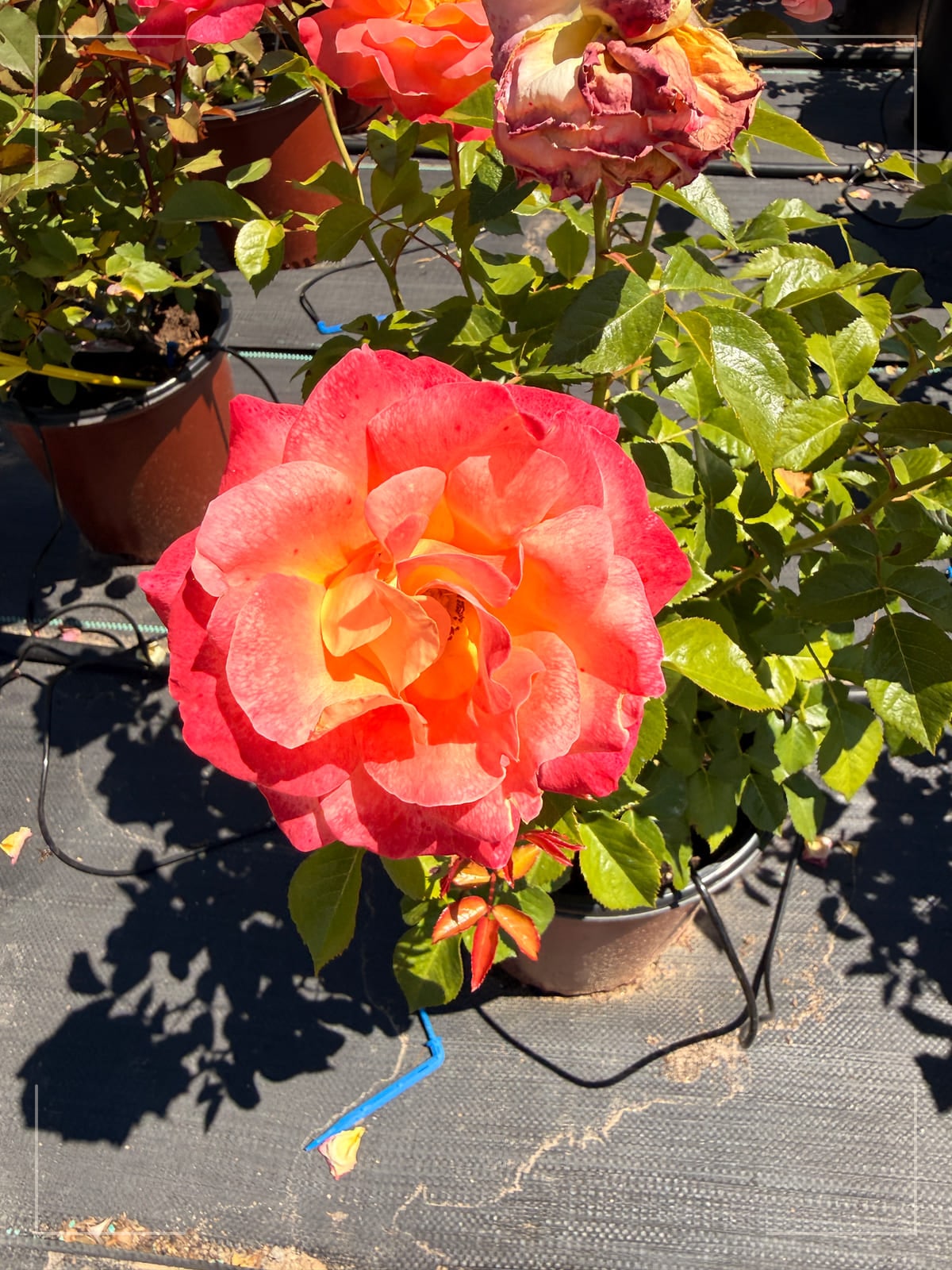 Day Breaker rose plant from Rosestyle