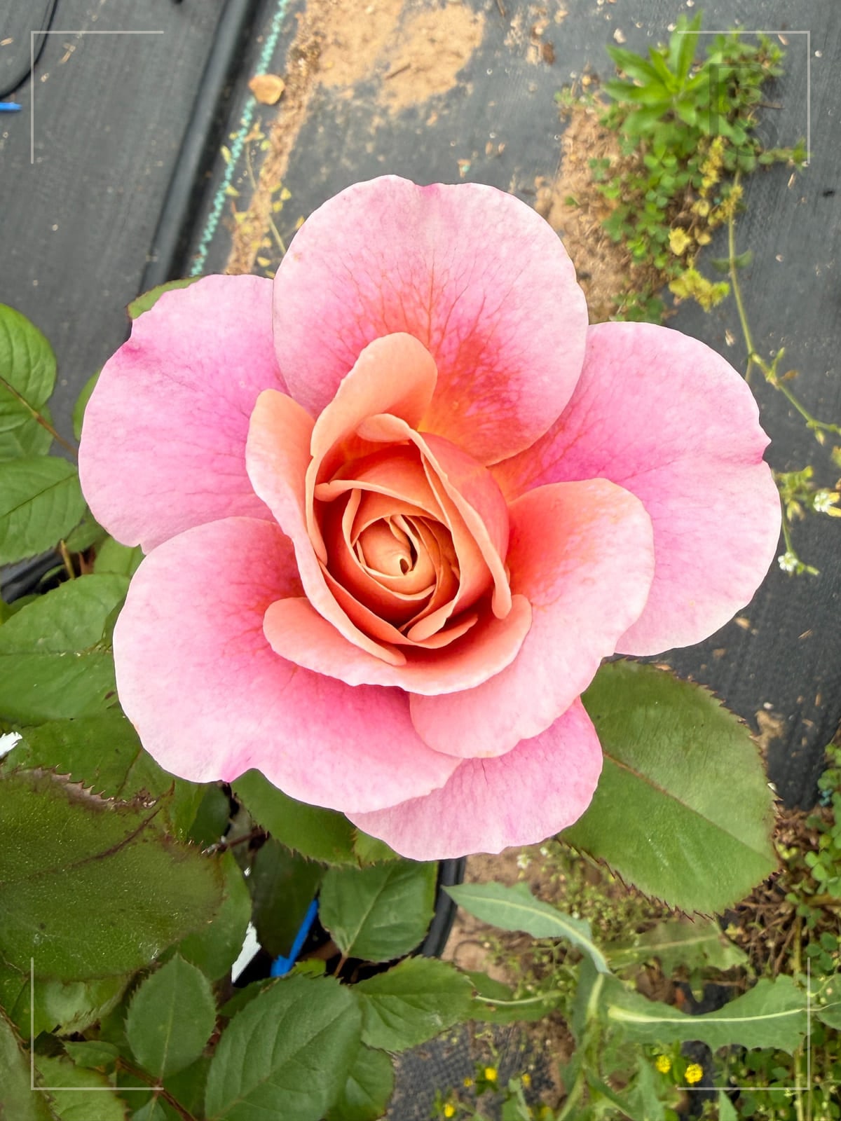 遥远的鼓声 Rosestyle 鲜活玫瑰植株