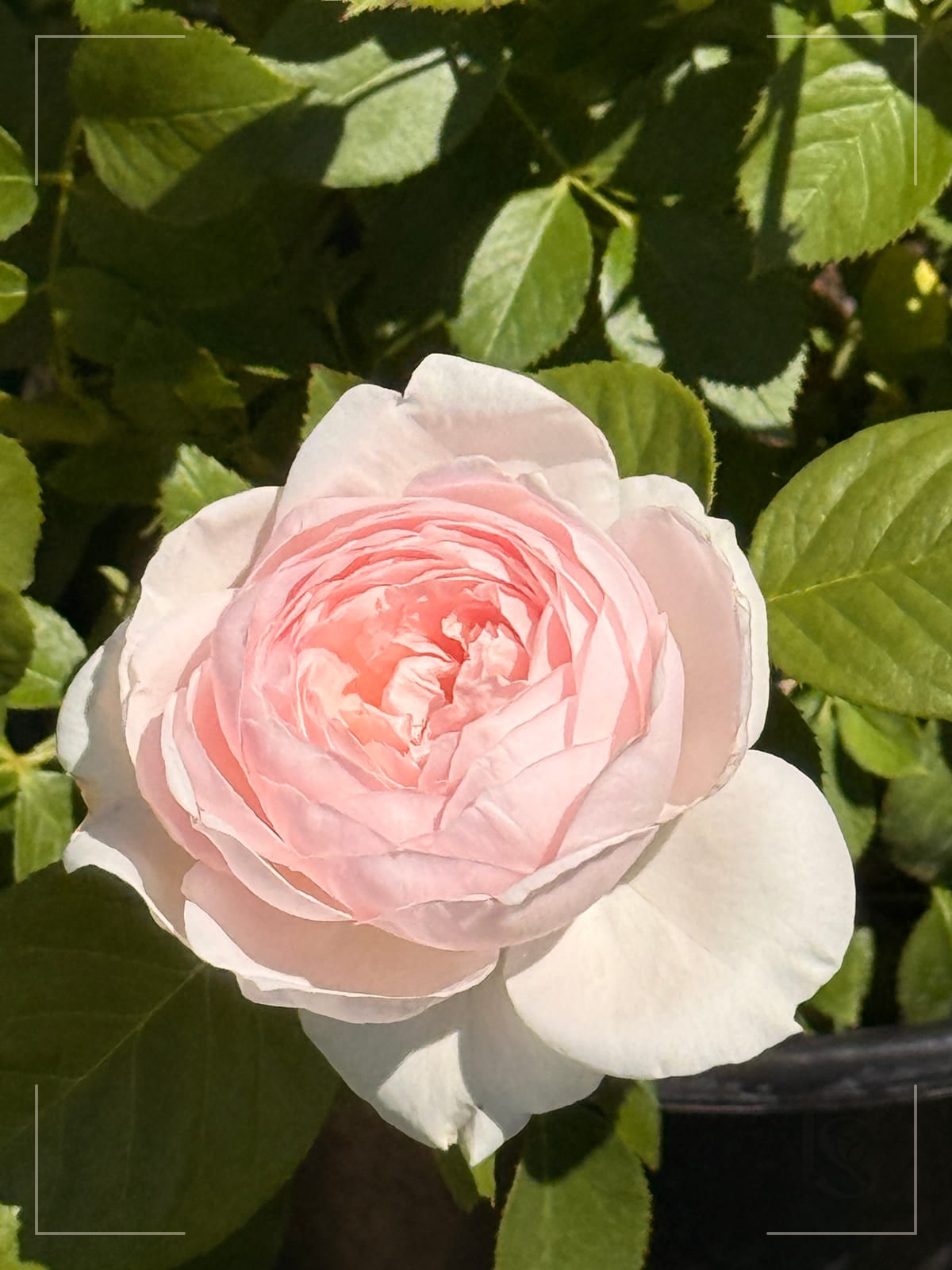 Earth Angel Parfuma rose plant from Rosestyle