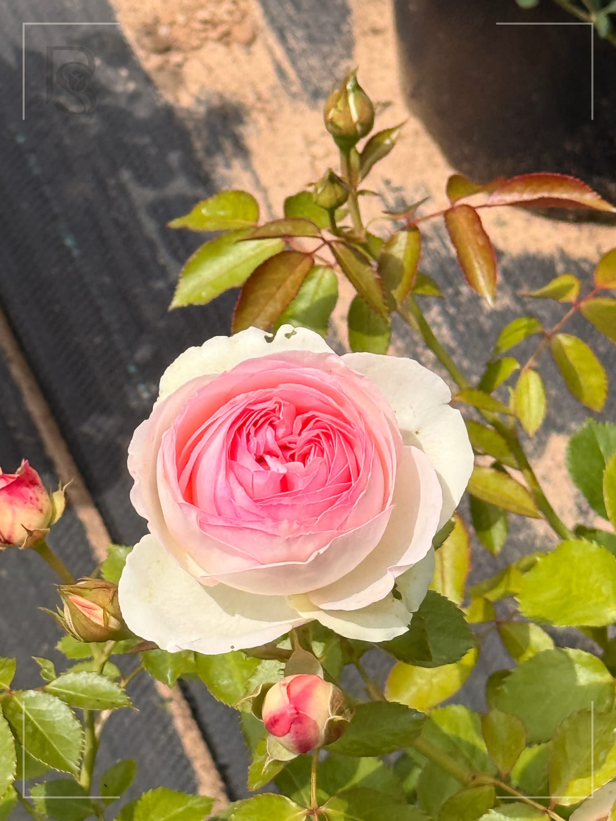 Eden Climber rose bloom