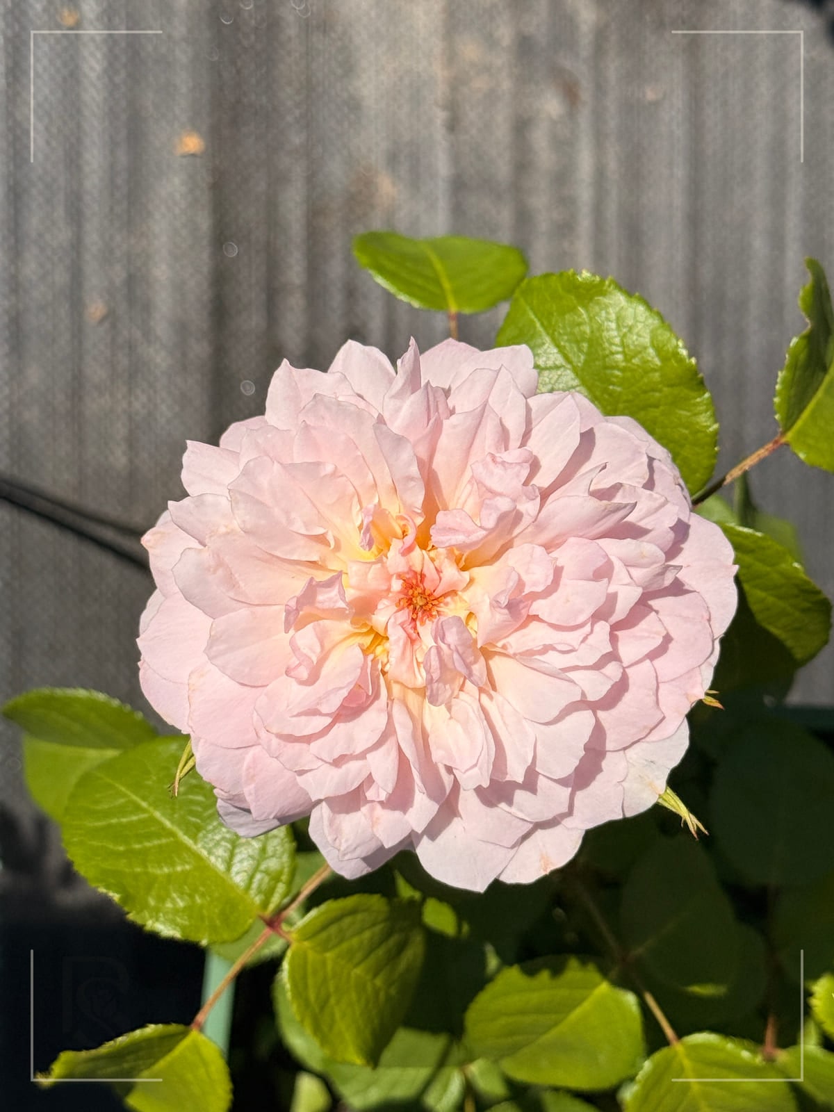 Elizabeth rose plant from Rosestyle