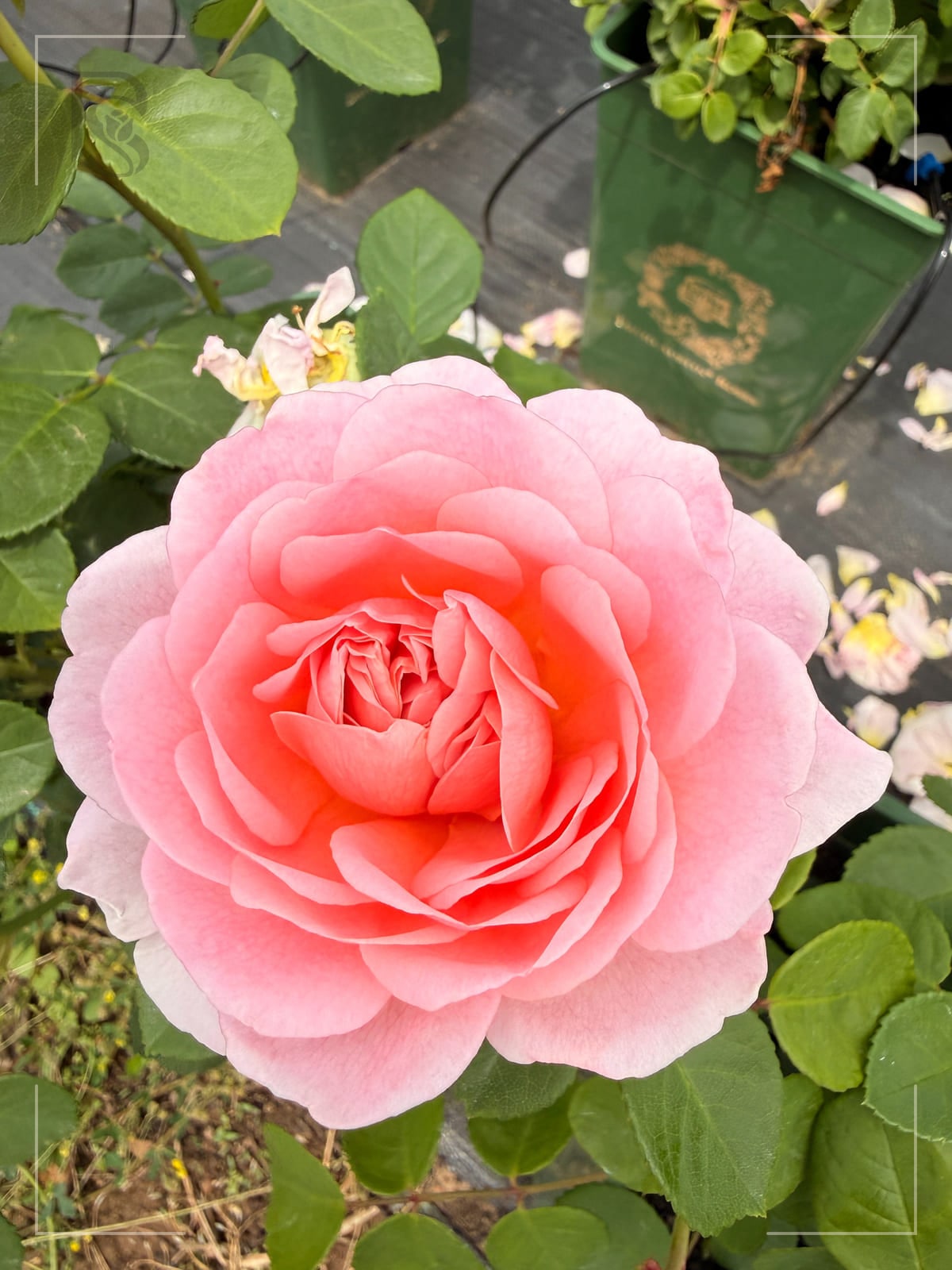 Eustacia Vye rose plant from Rosestyle