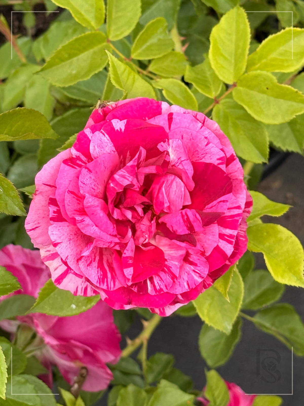 Fly So High rose plant from Rosestyle
