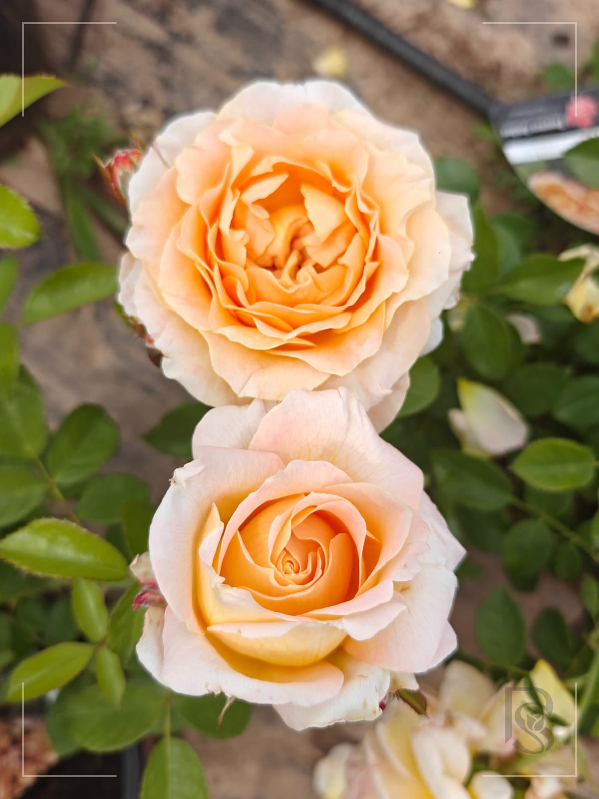 Forever Amber rose plant from Rosestyle