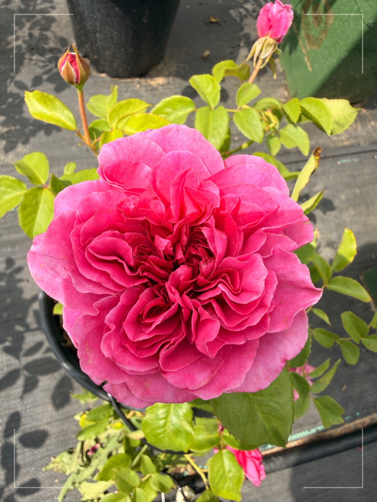 James L Austin rose plant from Rosestyle